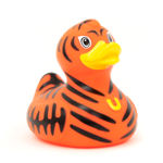 Wild Tiger Duck