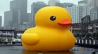 Kunstaktion des Niederländers Florentijn Hofman: "Rubber Duck"